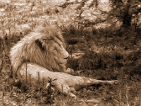 Lion & Safari Park